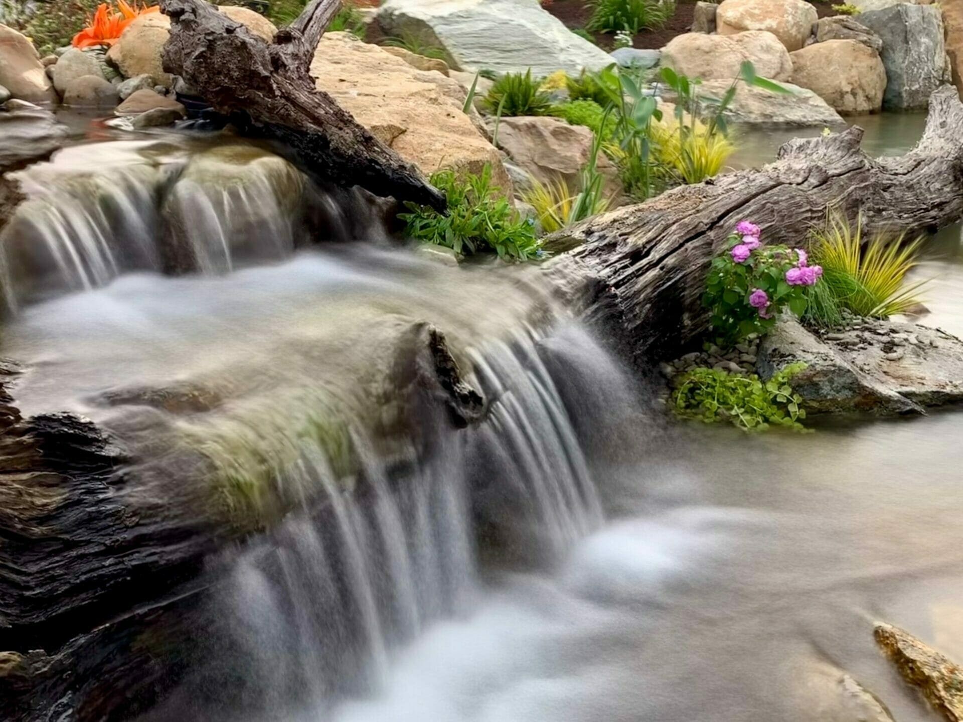 Koi pond with waterfall and driftwood